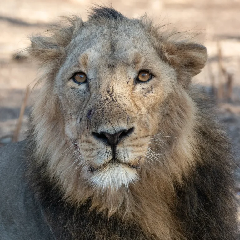 Asiatic lion in Gir National Park